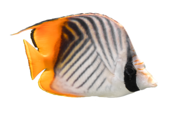 panorama underwater coral reef on the red sea