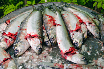 cleaning the scales from fresh scrumbie mackerel