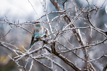 bird in tree
