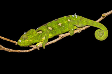 Malagasy giant chameleon or Oustalet's chameleon (Furcifer oustaleti) female, large species of endemic chameleon, Ambalavao. Madagascar wildlife animal
