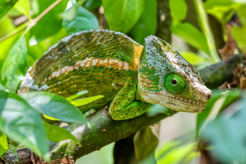 Globe-horned chameleon or flat-casqued chameleon (Calumma globifer) Male, Reserve Peyrieras Madagascar Exotic, Madagascar wildlife animal