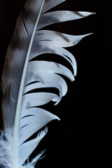 Close up of white feather with dark background