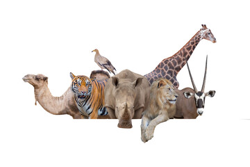 Row of African safari animals hanging their paws over a white banner. Image sized to fit a popular...