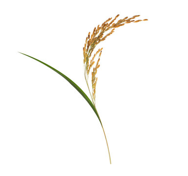 organic paddy rice,ear of paddy, ears of Thai jasmine rice isolated on white background. top view.