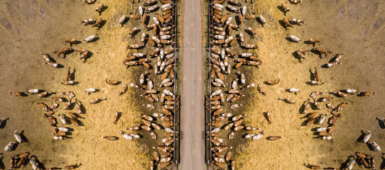 A herd of cows at a dairy farm. Aerial view	