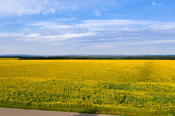 Aerial view of agricultural sunflower field	