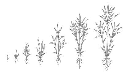 Sugar cane. Animation of the development of the plant growth stage. Vector line. Editable outline stroke.