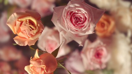 Plenty soft color roses ,Template for fabrics, textiles, paper and floral botanical wallpaper