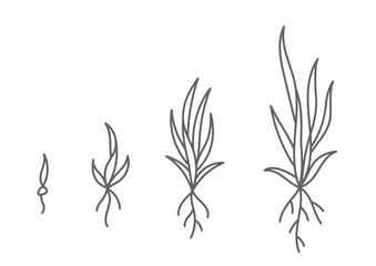 Grass growth stages. Ripening period progression. Plant seedling phases. Hand drawn vector line. Editable outline stroke.