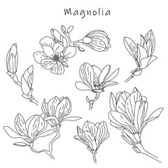 Set of flowers. Magnolia in a vector style isolated. Vector magnolia for background, texture, wrapper pattern, frame or border.