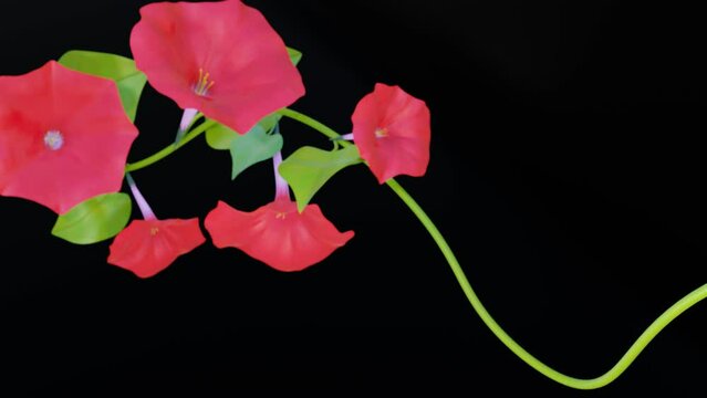 blooming pink flowers of morning gloria on a long weaving stalk. three-dimensional styling. 3d render