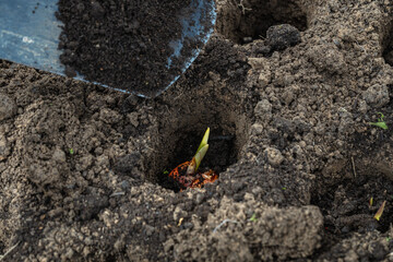 Gladiolus bulb with sprouts are planted in prepared soil