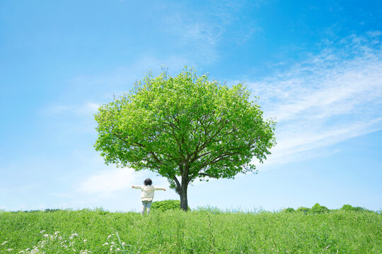 一本木のある草原に立つ子供　クリーンエネルギー・環境問題・エコロジー・地球温暖化イメージ
