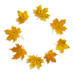 Circle frame of isolated yellow Maple leaves , autumn wreath