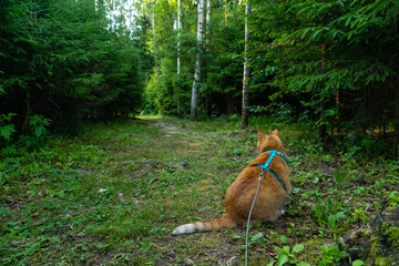 Сat on a leash walking in the woods