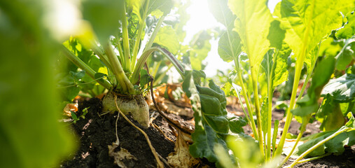 Sugar beet on a field close up