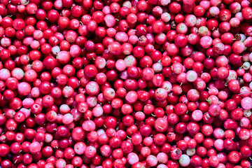 Forest lingonberries are scattered on surface, berry texture for background.