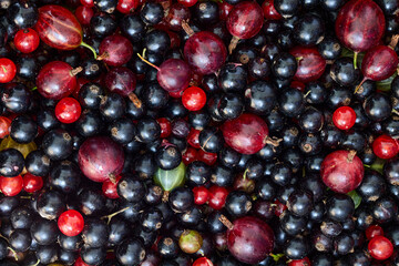 Blackcurrant and gooseberry, ripe fresh garden berries as texture for background.