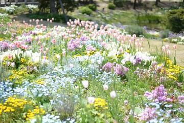 春の野花