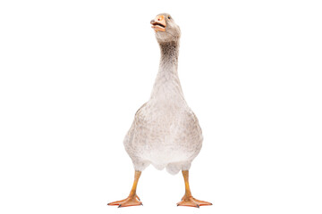 Funny goose standing isolated on a white background © sonsedskaya
