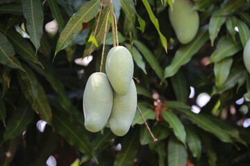 Tropical ripe yellow mango fruit hanging on tree branch.