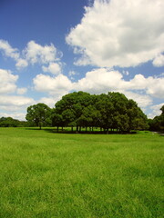 初秋の水元公園のメヒシバとオヒシバ生える草原と楠木のある風景