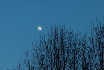 The approaching full moon against the backdrop of bare trees.