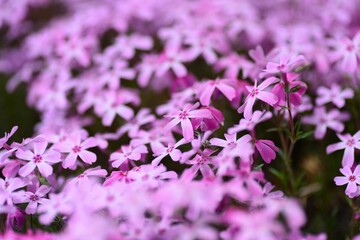 Obraz premium 芝桜