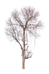 Obraz premium Single old and dead tree isolated
