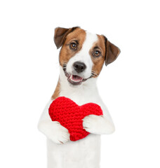 Happy jack russell terrier puppy holds red heart. isolated on white background