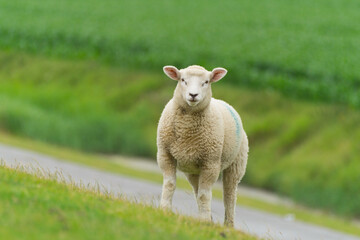Young dike sheep on its meadow is looking at you 