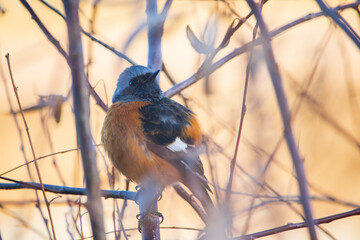 A male Daurian redstart sitting on the bare branch of tree in winter.	