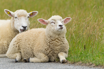 Close-up of a young happy dike sheep in front of its mother