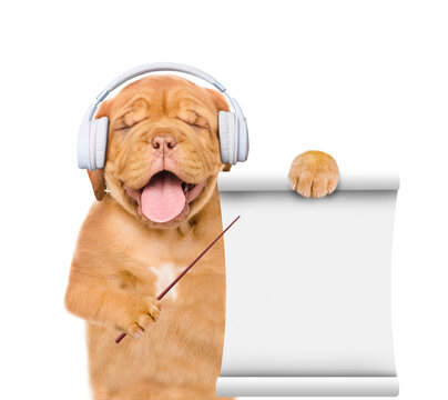 Funny puppy listening music with wireless headphones and showing empty list. Isolated on white background