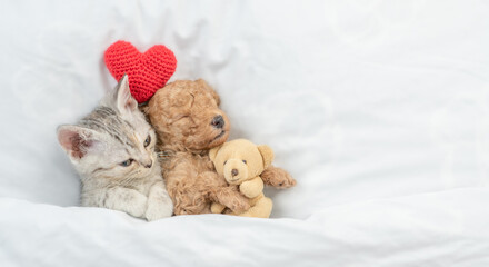 Cute tiny Toy Poodle puppy and tabby kitten sleep together under white warm blanket on a bed at home. Top down view. Empty space for text