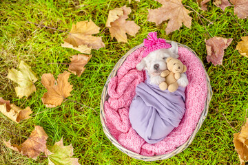 Cute Bichon Frise puppy wrapped like a baby sleeps inside basket on grass and hugs favorite toy...