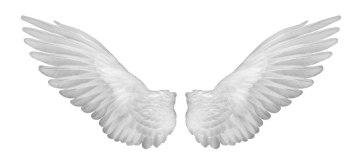 Realistic angel wings. White wing isolated.  png transparency