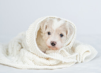 Cute Bichon frise puppy wrapped in white towel in cold autumn or winter weather