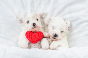 Two tiny Bichon Frise puppy lying with red heart under  white blanket on a bed at home. Top down view