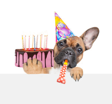 French bulldog puppy wearing  party cap blows into party horn, looks above empty white banner and shows cake with burning candles. isolated on white background