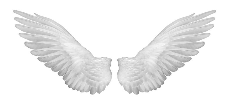 Angel Wings Transparent Images – Browse 3,627 Stock Photos, Vectors, and  Video | Adobe Stock