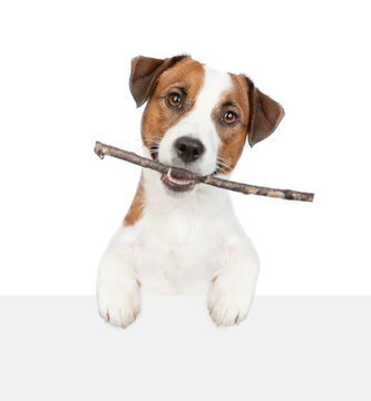 Playful Jack russell terrier holds stick in it mouth and looks above empty white banner. isolated on white background