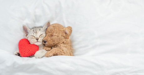 Cute tiny Toy Poodle puppy hugs happy tabby kitten under white warm blanket on a bed at home. Top...