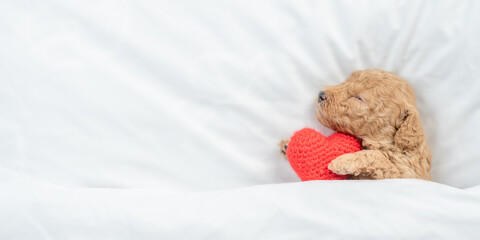 Newborn Toy Poodle puppy sleeps under  white blanket on a bed at home and hugs red heart. Top down...