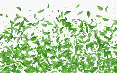 Mint Leaf Flying Vector Transparent Background
