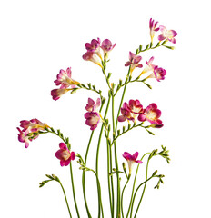 Isolated of curved pink flowers bunch with stems