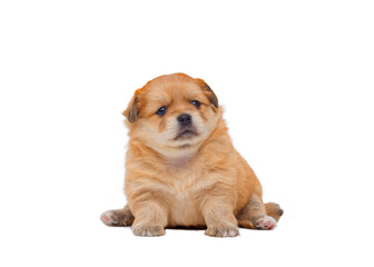 Pet portrait of little Adorable Chihuahua and Pomeranian crossbreed puppy (4 weeks old) sitting on transparent background, png file