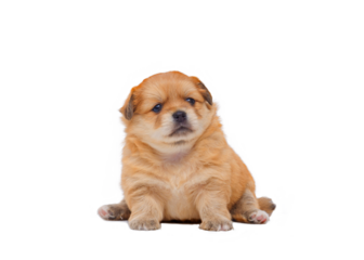 Pet portrait of little Adorable Chihuahua and Pomeranian crossbreed puppy (4 weeks old) sitting on transparent background, png file