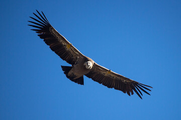 Buitre Leonado Projecte Canyet