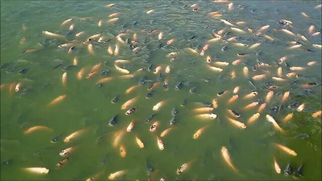 Footage of a Large School of Black and Red Nile Tilapias Waiting for Food in a Sunshine Pond	